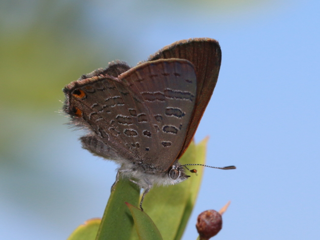 Acrodipsas cuprea cuprea Ant Blue