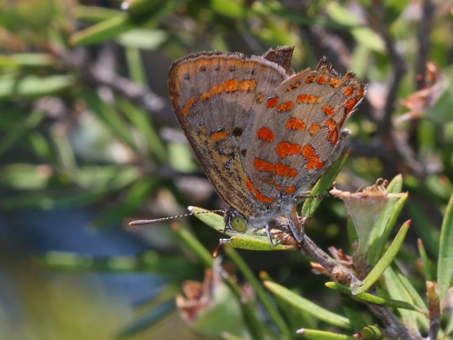 Hypochrysops ignitus Fiery Jewel