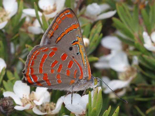 Hypochrysops delicia Moonlight Jewel