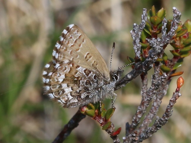 Neolucia hobartensis Montane Heath blue