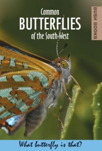 common butterflies of the south-west