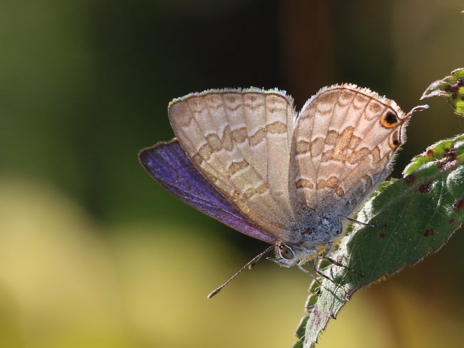 Catopyrops florinda Speckled Line-blue (male)