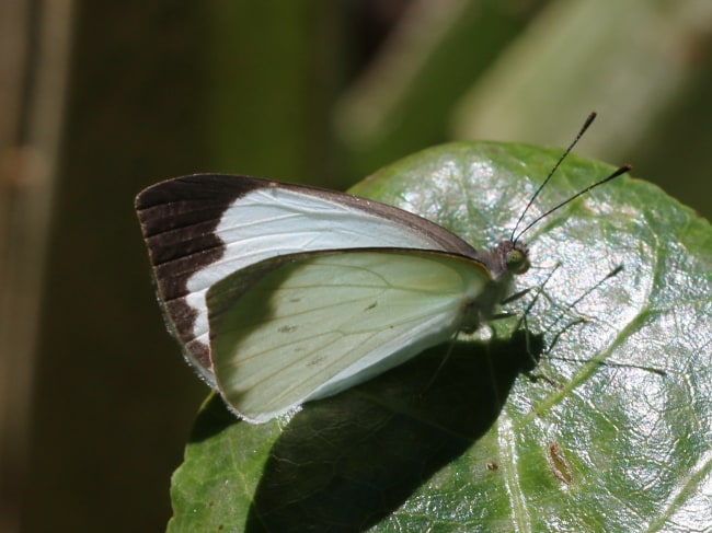 Elodina angulipennis (Southern Pearl-white) adult