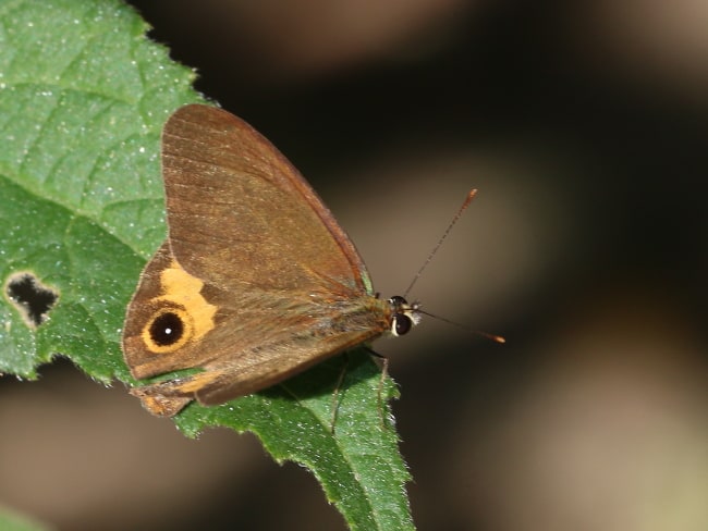 Brown Ringlet Hypocysta metirius