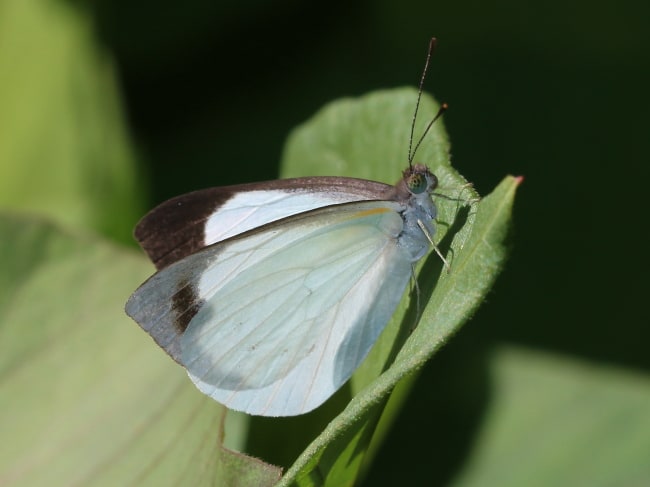 Elodina angulipennis (Southern Pearl-white)