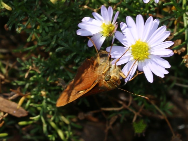 Cephrenes augiades (Orange Palm-dart)