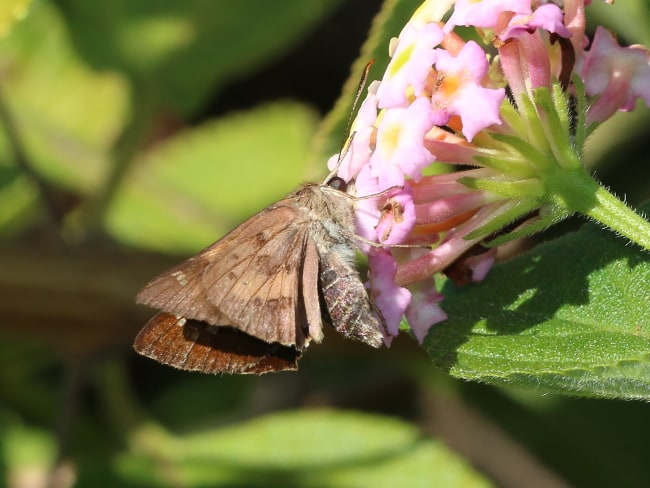 Southern Silver Ochre Trapezites praxedes