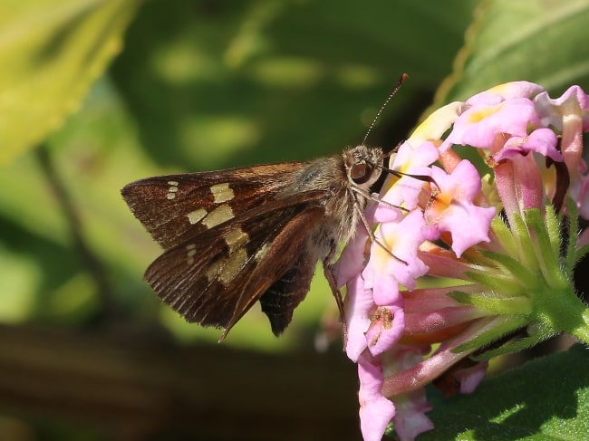 Southern Silver Ochre Trapezites praxedes