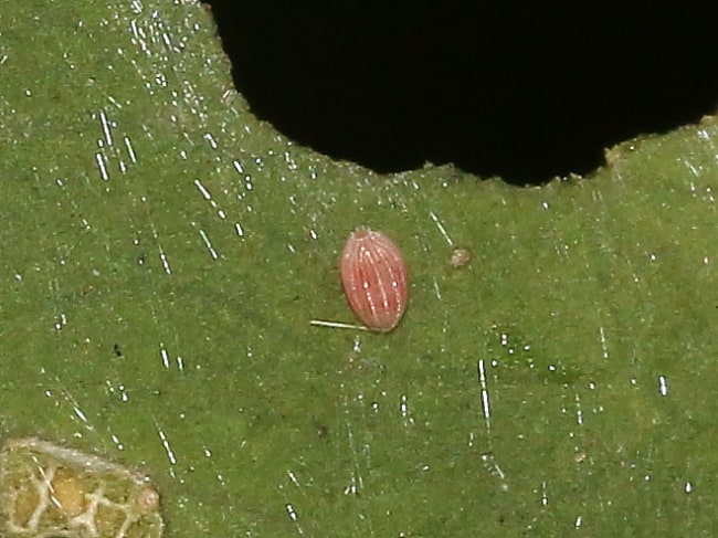 Elodina angulipennis ovum (Southern Pearl-white)