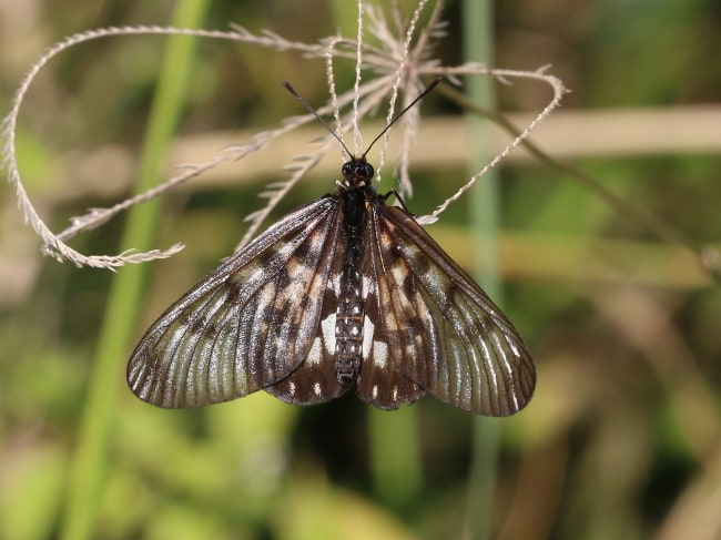 Glasswing Acraea andromacha