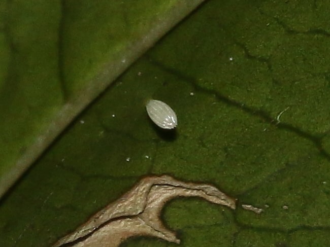 Elodina angulipennis ovum (Southern Pearl-white)