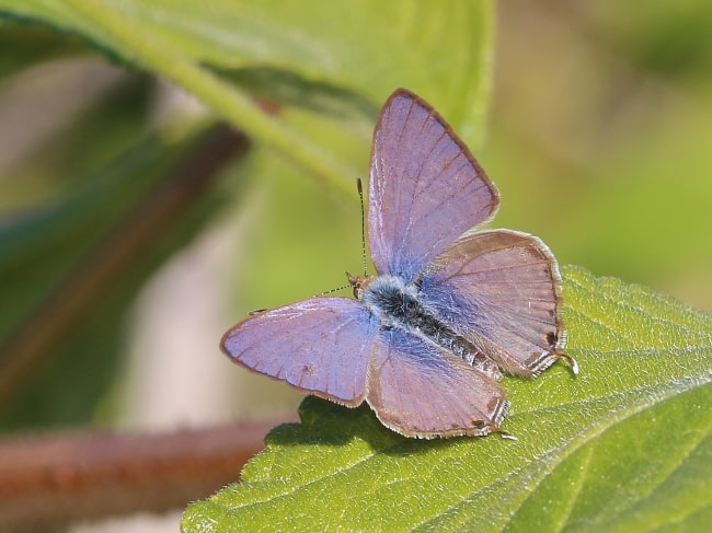 Speckled Line-blue Catopyrops florinda