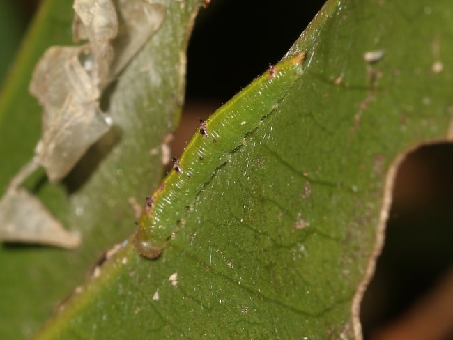 Elodina angulipennis larva (Southern Pearl-white)
