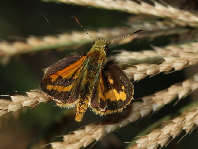 Green Grass-dart Ocybadistes walkeri