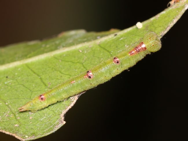 Elodina angulipennis larva (Southern Pearl-white)