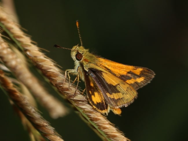 Green Grass-dart Ocybadistes walkeri