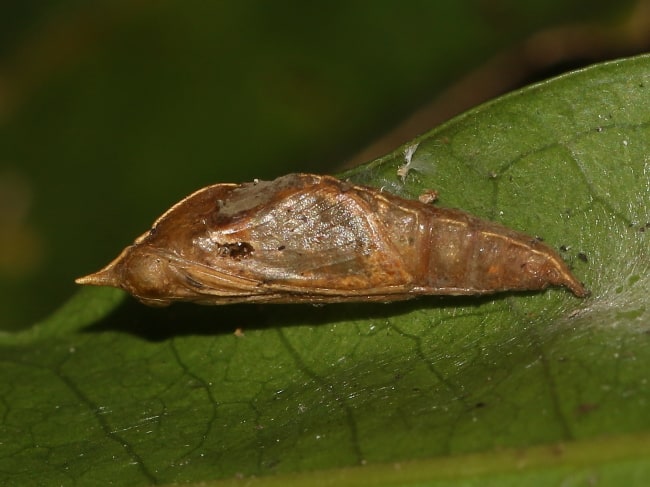 Elodina angulipennis pupa (Southern Pearl-white)