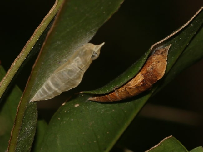 Elodina angulipennis pupae (Southern Pearl-white)