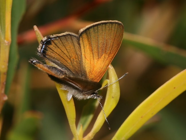 Acrodipsas aurata Golden Ant-blue