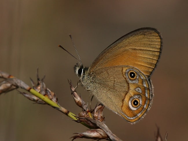 Hypocysta adiante (Orange Ringlet)