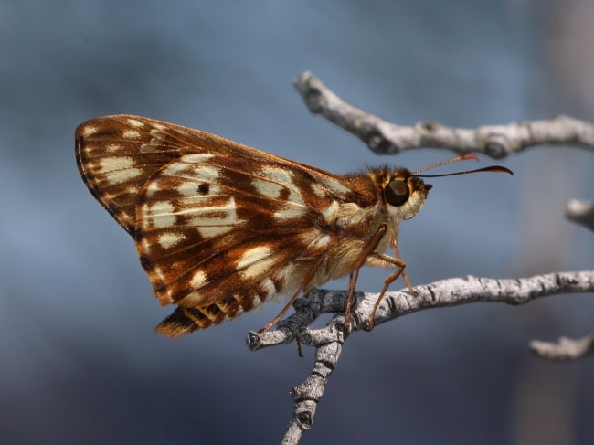 Hesperilla mastersi Chequered Sedge-skipper