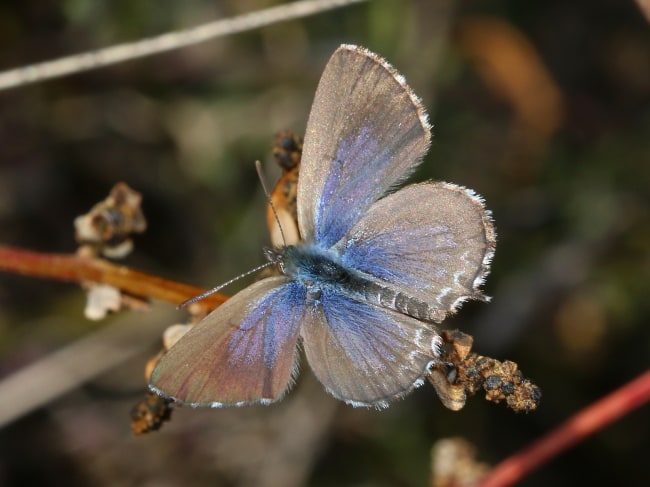 Theclinesthes serpentatus (Saltbush Blue)