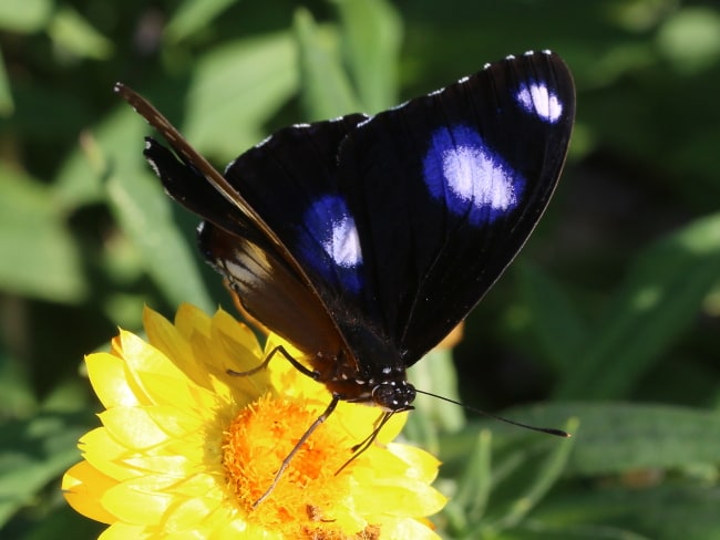 Hypolimnas bolina Common Eggfly