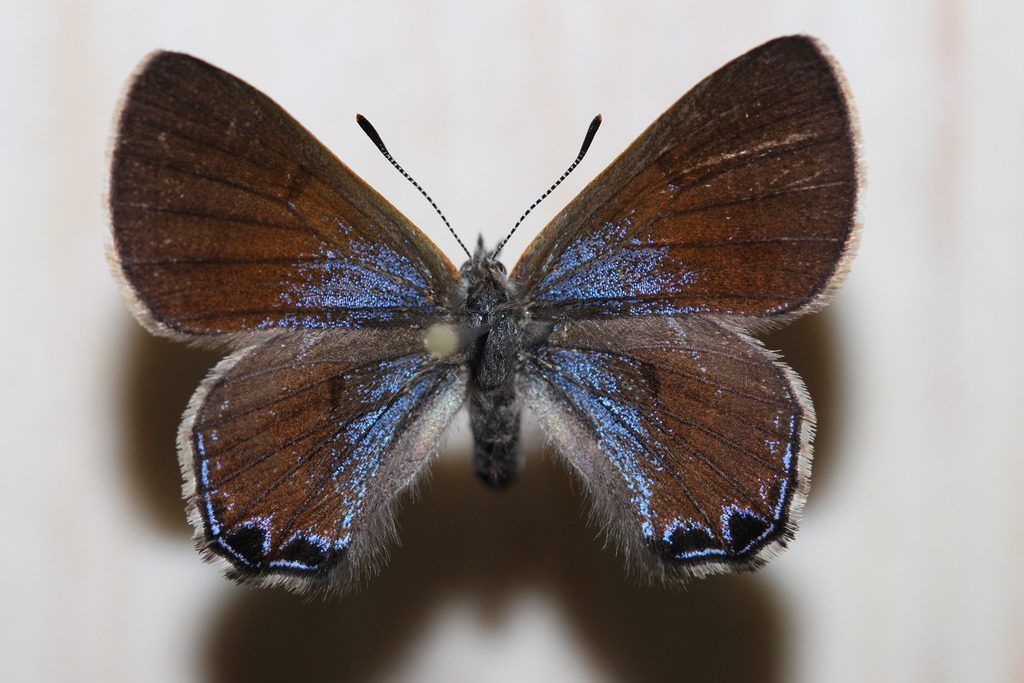 Acrodipsas aurata : Golden Ant-Blue (male)