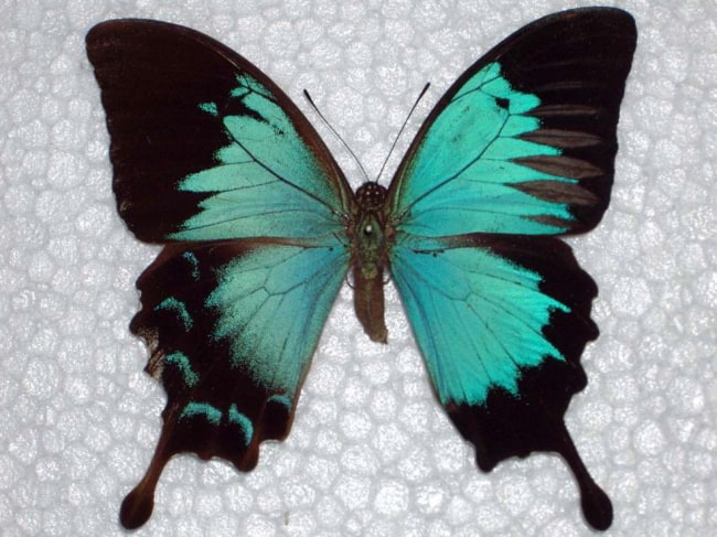 Papilio ulysses bilateral gynandromorph