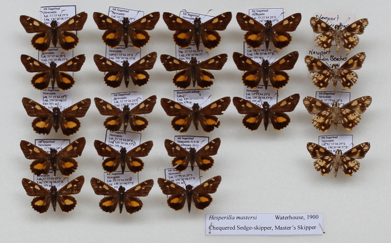 Hesperilla mastersi specimens from Al's collection