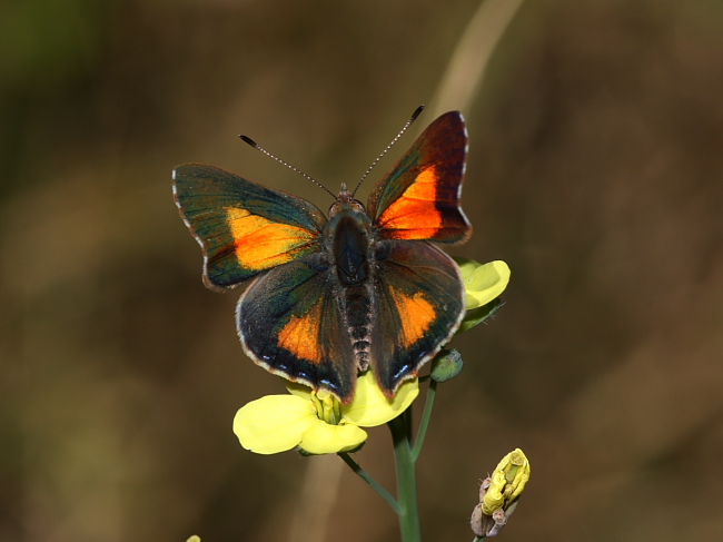 Paralucia aurifera (Bright Copper) male