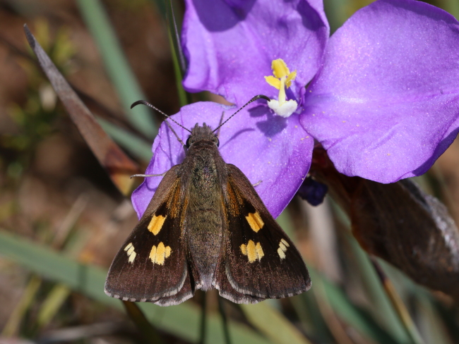 Montane Iris-skipper (Mesodina aeluropis)