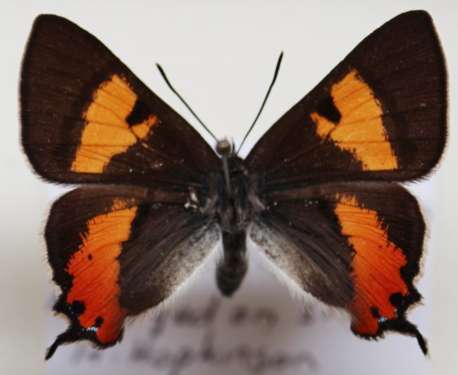 Pseudalmenus barringtonensis - Flame Hairstreak