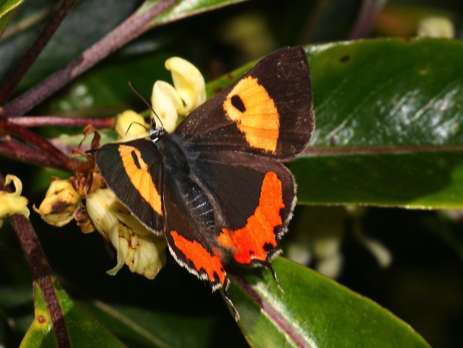 I wish this was a real photo of Pseudalmenus barringtonensis