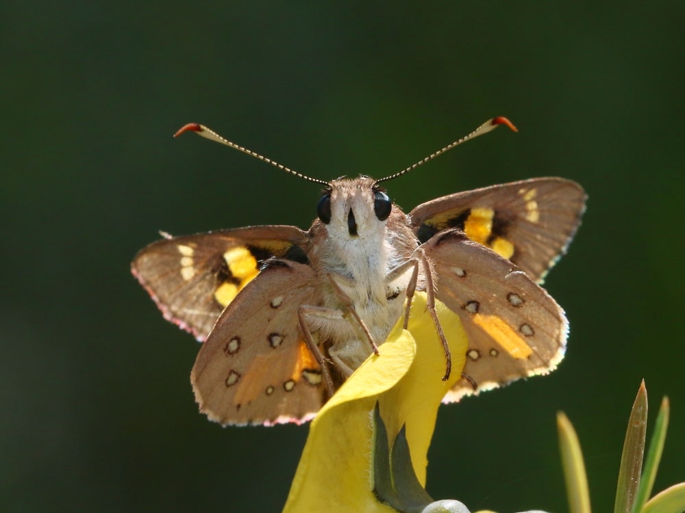 Trapezites iacchoides