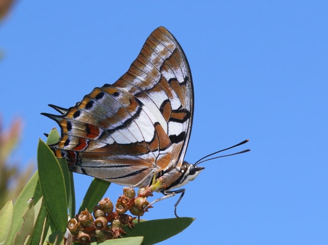 Charaxes sempronius (Tailed Emperor)