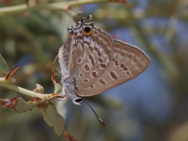 Jalmenus lithochroa (Waterhouse's Hairstreak)