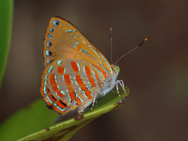 Copper Jewel (Hypochrysops apelles)