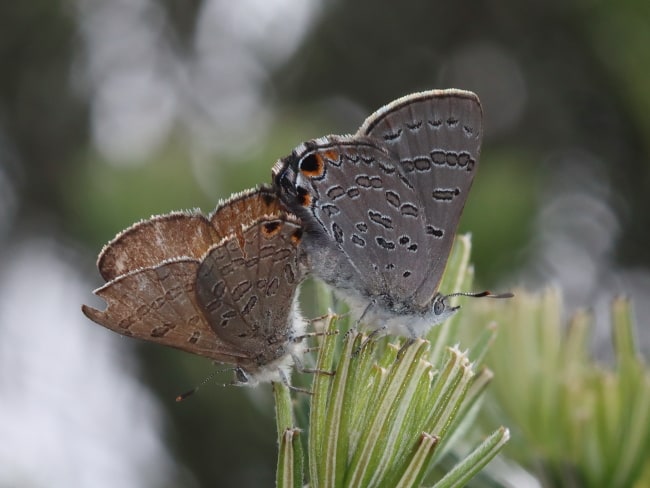 Golden Ant-blues (Acrodipsas aurata) mating pair