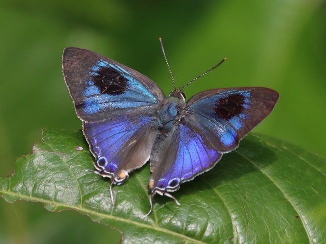 Black-Spotted Flash (Hypolycaena phorbas)