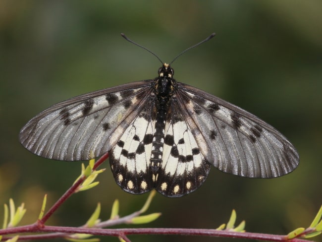 Acraea andromacha (Glasswing)