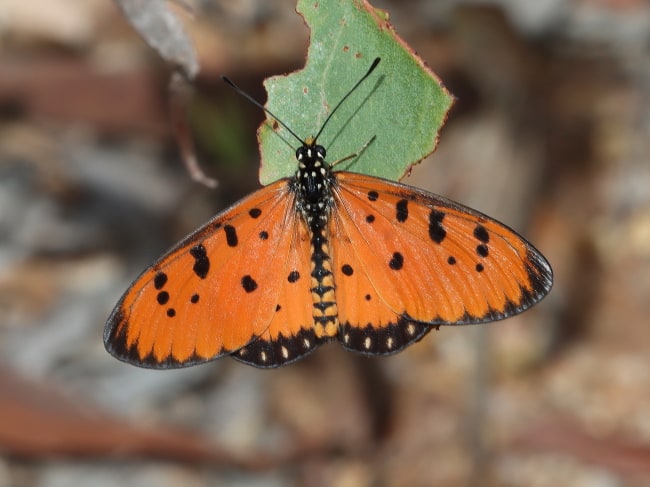 Acraea terpsicore (Tawny Coster)