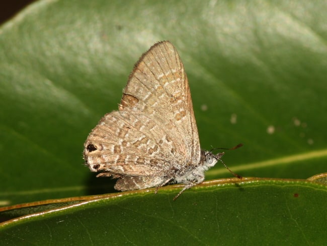 Acrodipsas arcana (Black-veined Ant-blue)