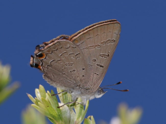 Acrodipsas brisbanensis (Bronze Ant-blue)