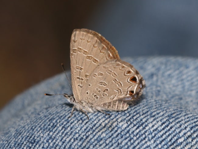 Acrodipsas myrmecophila (Small Ant-blue)