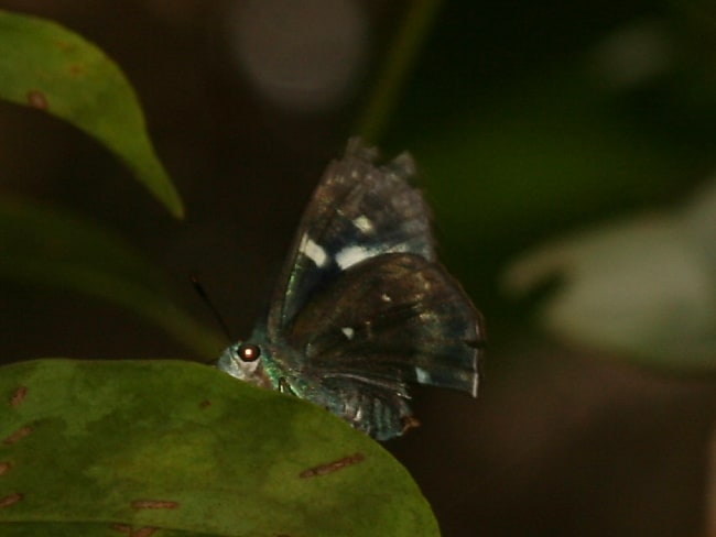 Allora major (Greater Peacock Awl)