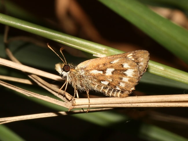 Anisynta cynone (Mottled Grass-skipper)