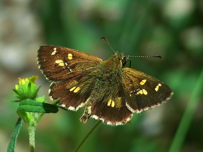 Anisynta monticolae (Montane Grass-skipper)