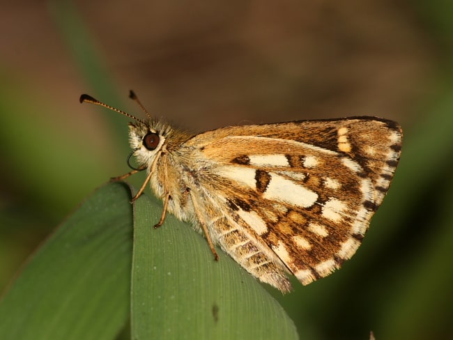 Anisynta tillyardi (Chequered Grass-skipper)