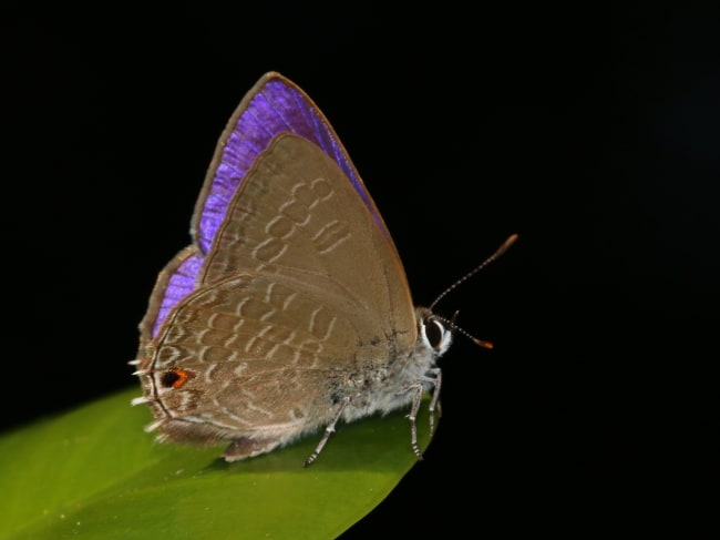 Anthene seltuttus (Dark Ciliate-blue)